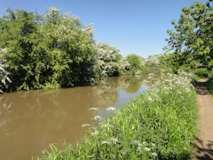 A peaceful stretch of the Coventry Canal