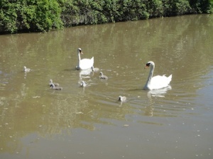A family of swans on the canal