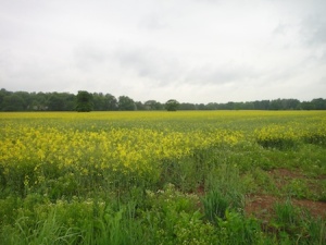 Views over the rapeseed crop while walking to snerdbe's Old Park caches